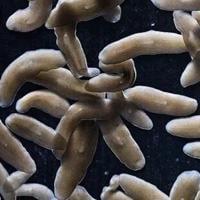 New research shows a tiny, regenerative worm could change our understanding of healing