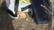 Texas Man Witnesses Unusual Movement Near Trash And Is Shocked By What He Finds