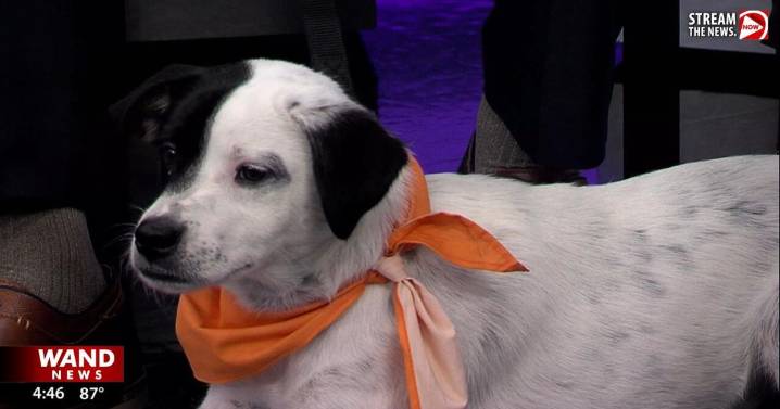 WAND's Happy Tails featuring Courage and Chicken Fry