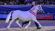 HOYS supreme in-hand champions 2000–2025