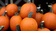 10(+) farms to pick your own pumpkins in North Jersey in 2025