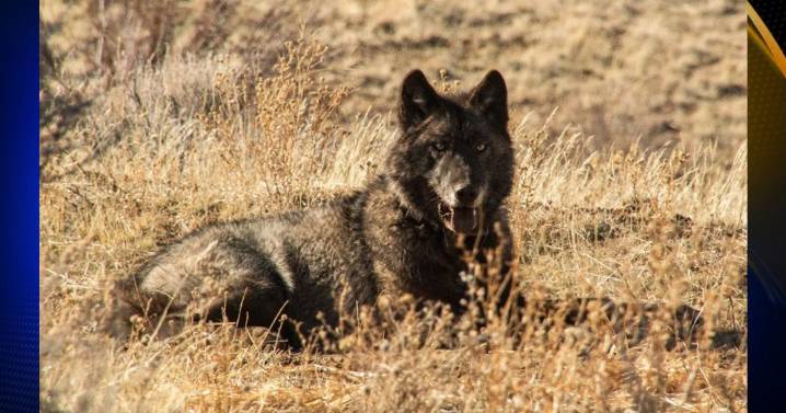 CDFW removes wolves in Sierra Valley after livestock losses