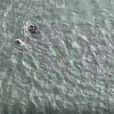 Atlantic City police officer rushes into cold waters to rescue injured dog