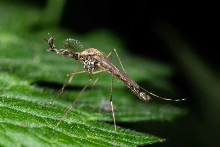 Iceland reports the presence of mosquitoes for the first time, as climate warms
