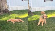 New York Owner Was Just Filming Her Dog Rolling In Grass Only To Notice Something Shocking About His Leash
