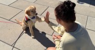UK students train service dogs for children, veterans though "UK 4 Paws" program