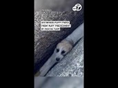 Distressed puppy freed from 'ruff' predicament