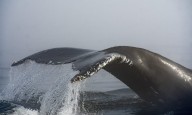 Ferry strikes humpback whale near Vancouver