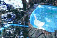 Los patitos se ponen contentos tras limpieza a fondo en el Parque Morelos