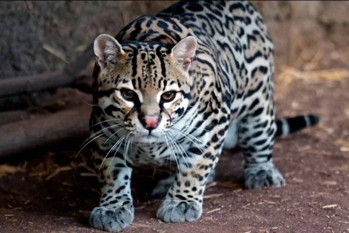 Hallaron un ocelote atropellado sobre Ruta 11 en Gualeguay: es una especie “vulnerable”