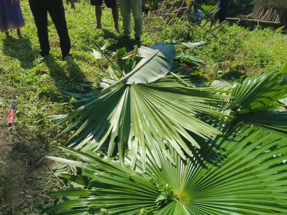 Two killed in yet another elephant attack
