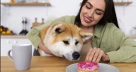 Obesidad en perros y gatos: consejos para mantener su salud digestiva y peso ideal