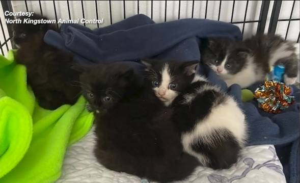 North Kingstown Animal Control scoops up four kittens found by highway