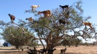 Ever Seen Goats Climb Trees? Morocco Shows How And Why They Do It