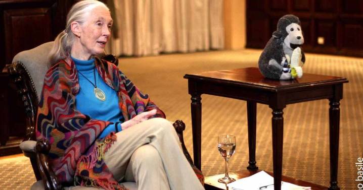 Murió Jane Goodall, la reconocida primatóloga británica con compromiso alrededor del mundo