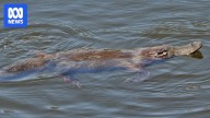 Platypus vanish from river where Charles Darwin pondered evolution
