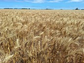 El trigo y la fina van camino a récords