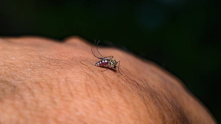 What to know about the chikungunya virus after NY confirms 1st locally acquired case
