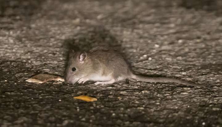 Chicago no longer 'America's rattiest city'