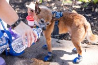 From barks to words: Researchers aim to translate dog sounds with AI
