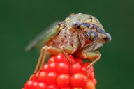 13 Common Foods That Secretly Contain Insects