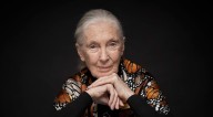 Netflix Honors Jane Goodall With Release Of 'Famous Last Words' Docuseries