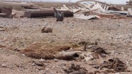 La provincia de Neuquén declaró la emergencia hídrica y agraria por la sequía