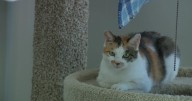 Cat found in shipping container from China on road to recovery in St. Paul