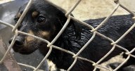 Evansville Animal Control Officers save life of small dog stuck in tar
