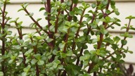 Dónde colocar el árbol de jade en casa para atraer la riqueza y la buena suerte, según los expertos