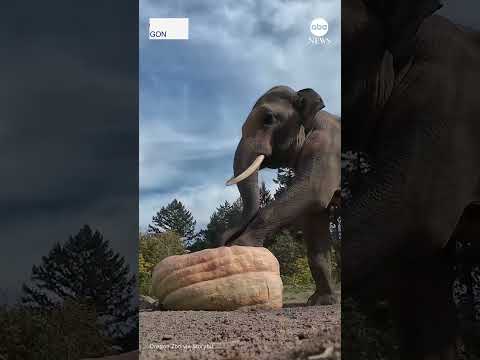 Zoo animals get into the Halloween spirit with pumpkin fun