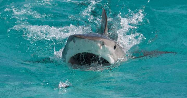 Man attacked by shark twice drives himself to hospital for emergency surgery