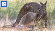 Drought conditions forcing kangaroo mobs to descend on farms, consuming scarce resources
