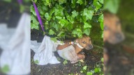 In New York, An Injured Pup’s Plea For Help Leads To A Rescue That Changes Everything