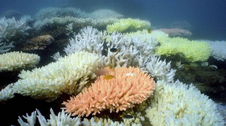 Los arrecifes de coral han cruzado un punto de inflexión climático, según un informe mundial