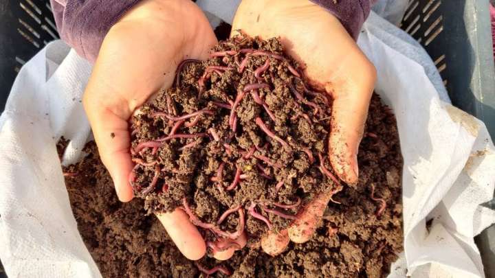 Behind Punjab farmer’s Rs. 2 crore turnover story, millions of earthworms, tonnes of cowdung: