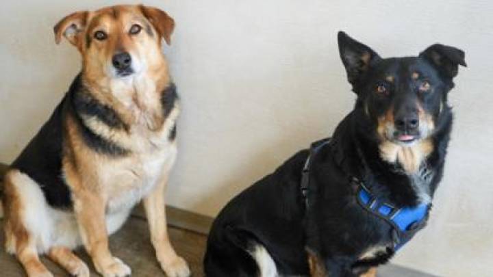 Pet of the Day: Max and Luna