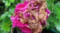 What Gray Mold On Flowers Really Means (And How To Fix It)