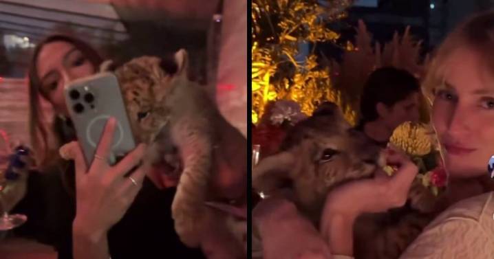 Graban a un león cachorro en plena fiesta privada de famoso DJ en Polanco