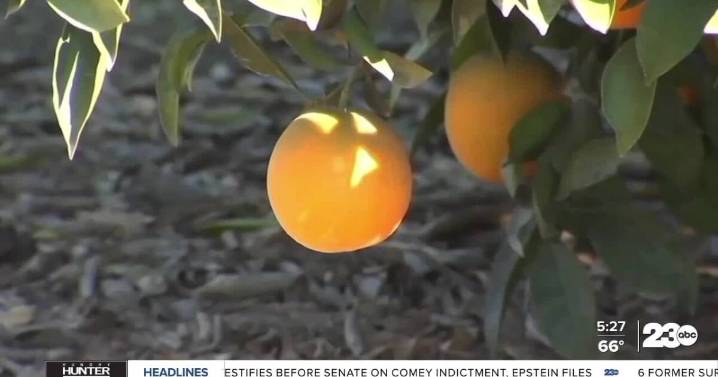 Kern County agriculture sees $8 billion in crop value despite 8% decline from record year