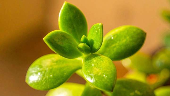 Dónde colocar la planta de jade para tener mucha suerte y dinero, según la tradición del Feng Shui