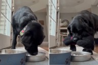 Labrador Tries to Feed Her Favorite Toy, Viewers Obsessed: ‘Her Baby’