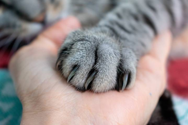 California bans cat declawing, takes new steps to halt puppy mills
