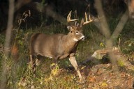 White-tailed deer tests positive for rabies in Columbia County