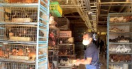 Adiós a la venta de animales en el Mercado de Sonora de CDMX: ¿Cuándo entrará en vigor esta regla?