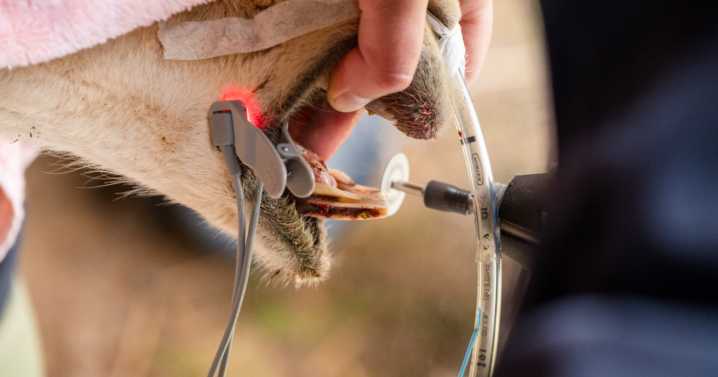 Vicuña gets teeth trimmed to prevent dental emergency