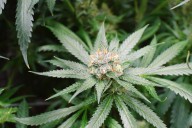 Texas enacts new rules prohibiting THC sales ...