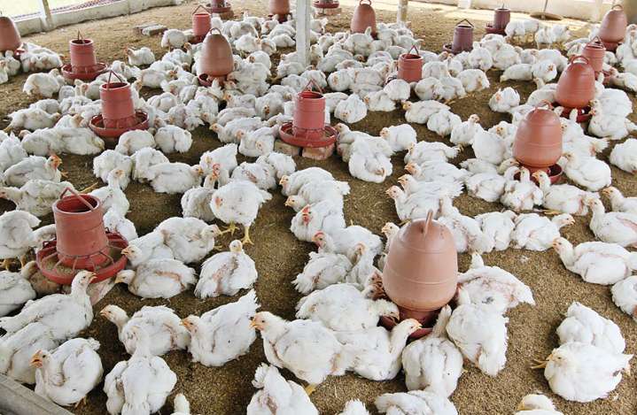 Jammu Kashmir Government Not Shifting Poultry Farms From Srinagar’s Kathidarwaza