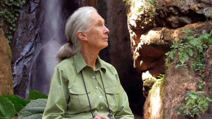 Jane Goodall, Legendary Chimpanzee Researcher, Dead at 91