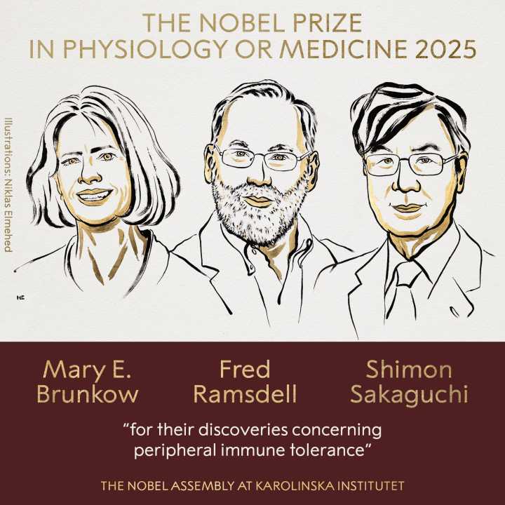 Premio Nobel de Medicina para la investigación sobre sistemas que evitan que nuestro cuerpo se ataque a sí mismo